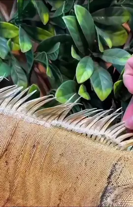 Iguana King #lacavadelpercha #parati #animales #mascotas #viraL