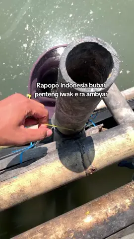 Wes mboh negoro ben di piker pemerintah #fypシ゚ #fyppppppppppppppppppppppp #fyp #mancing #anglerindonesia 