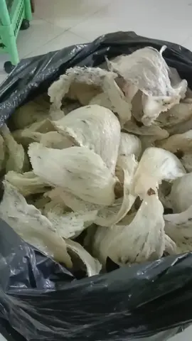 Minggu 31 agust 2025...ringtos