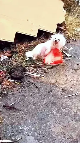Dog mother seeking help #animals #Foryou #Friendship #Us#fyp#dog