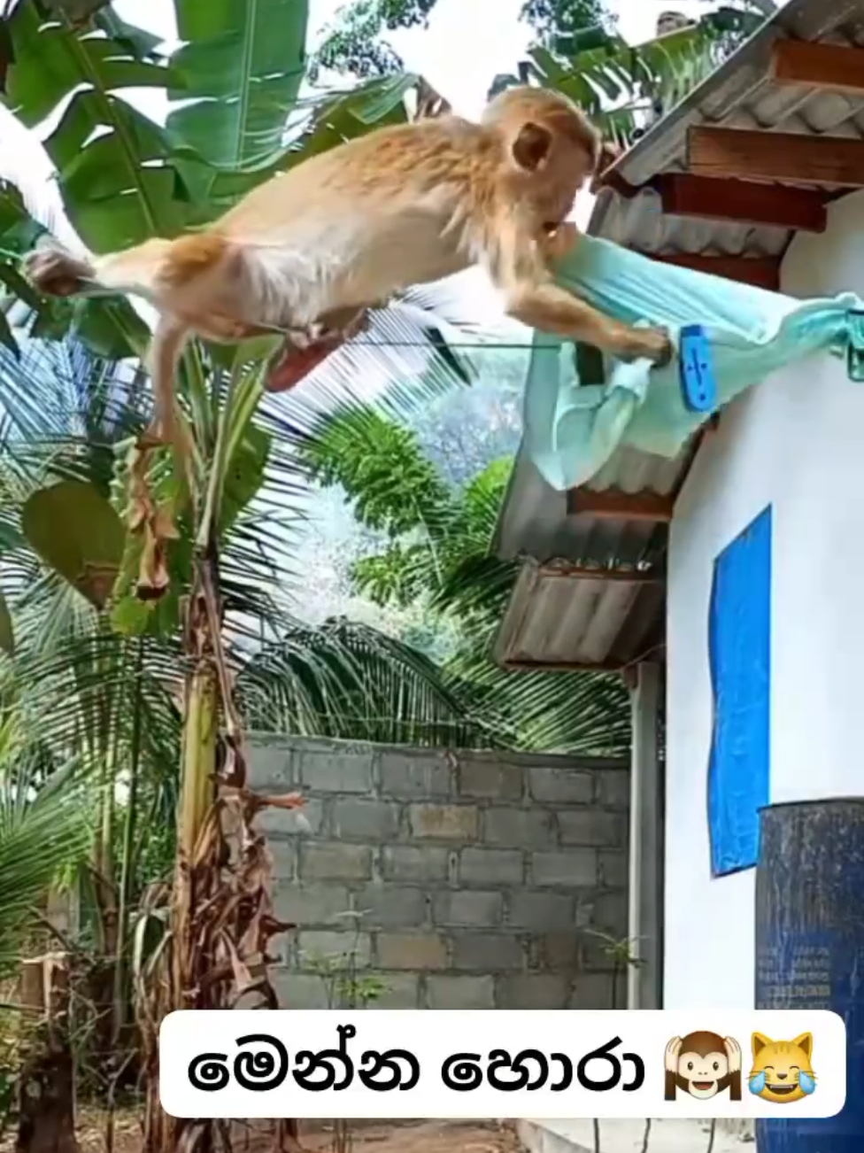 මෙන්න හොරා😂😂😂 #chaliaiya #foryou #trendingviral #funny #tiktokviral 