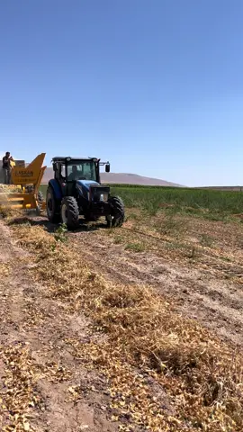 Öyle bakarsın işde maşallah 🧿 #konya #kavak #fasulye #çekimi #newholland 