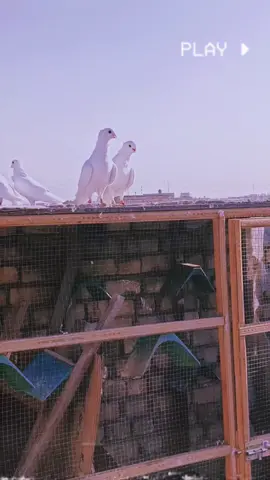 #ارافل_العمارة #https #اعادة_النشر🔃 #🤌🤨 
