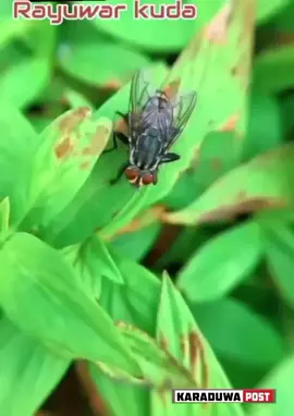 ALLAH GWANIN HIKIMA: Kalli Wannan Bidiyo Kaga Yadda Rayuwar Ƙudaje Take A Ɗoran Duniya ( Housefly ) 🪰🪰. Allah Yakara Wa Annabi Daraja SAW! ~Karaduwa Post