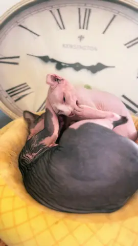 Alien Chicken Fight! #sphynxcat #sphynx #cat #catsoftiktok #sphynxoftiktok 