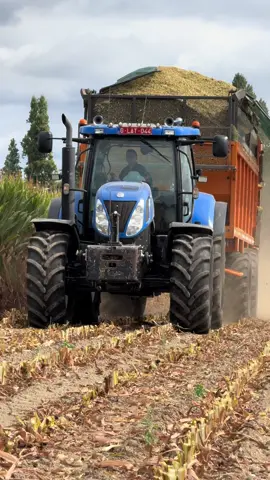 Eerste mais🤩🌽👌🏻 #newholland #dezeure #mais #hakselen #maishäckseln #maisernte #newhollandt7 #brulbeer #dikketrekker #poah #boerentrots #loonwerkismooiwerk #farmlife #trotsopdeboer #agriculture #zwaailampenaanengaan 