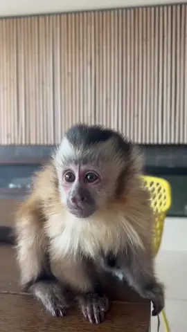 #monkey #funnymonkeyes #CuteAnimals #SatisfyingVideos #ViralVideo 
