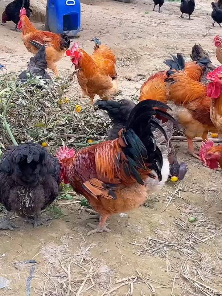 newone#hen #eatingbirdfood #chicken #birds #usa
