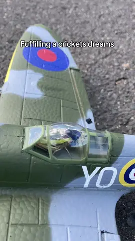 Fuffilling a crickets dreams #aviation #fyp #planes #rc #funny 