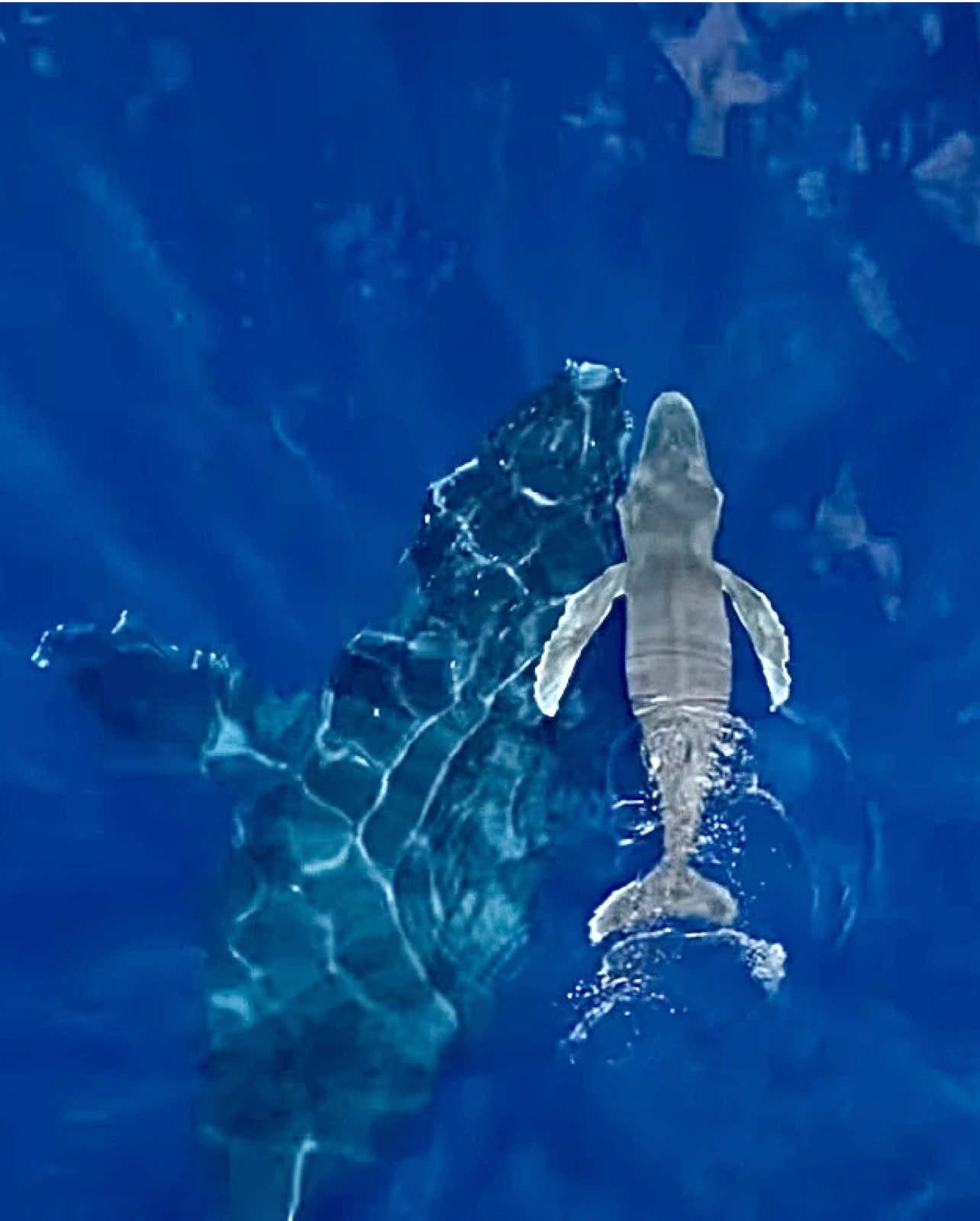 #whale #whales #oceanlife #sealife #marinelife 