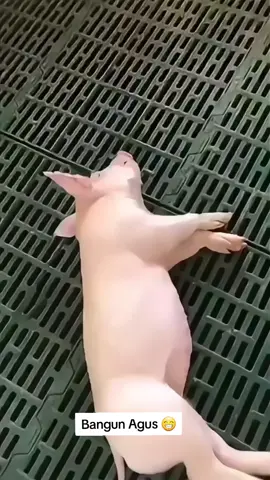 Bangun gus... nak begawe dak?  🤣🤣🤣