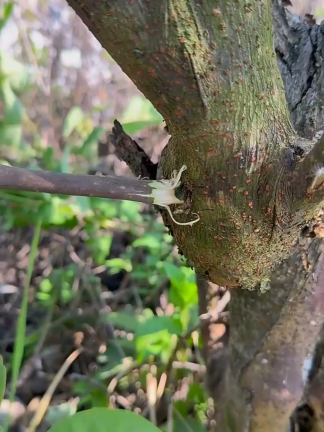 Plant drilling grafting #graftingtechniques #grafting #fyp #fyp #usa_tiktok 