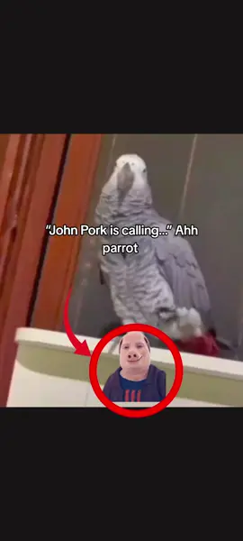 lowk i miss John pork  #johnpork #parrot #dayummm #goofybroo #fyp 