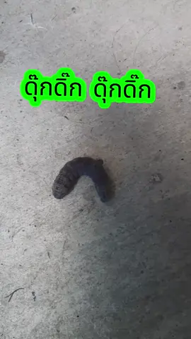 ดุ๊กดิ๊กน่ารัก