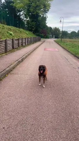 Mon exercie le plus quotidien 🐕👌🏾 #dressage #pourtoi #fyp #chien #education 