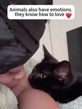 Cat falls in love with its owner ❤️❤️#foryou #usa🇺🇸 #tiktok #cat #Love   