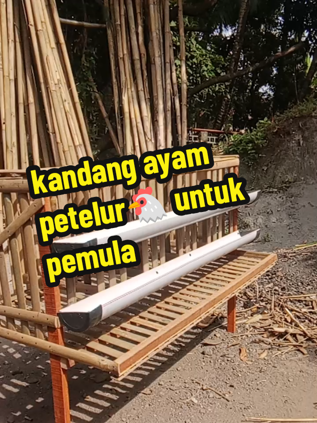 kandang ayam petelur untuk pemula/untuk skala rumahan#bamboo #berkebun #ayampetelur #ayampetelur #bambuapus 