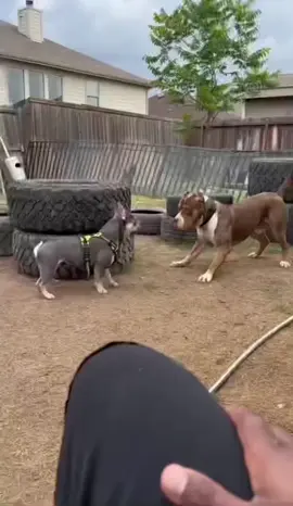 #dog #fyp #foruyou #foryoupage❤️❤️ #videoviral 