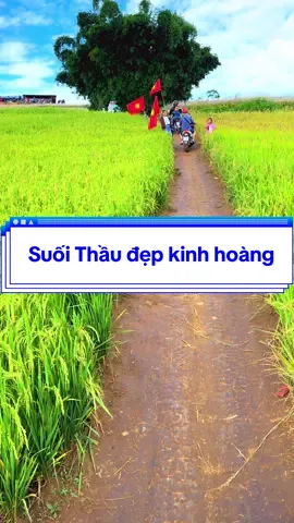 Thảo nguyên Suối Thầu đẹp Kinh Hoàng #lewuangquyen #qditour #suoithau 