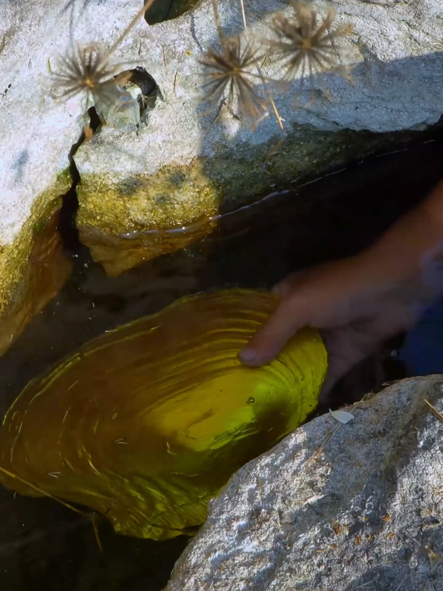 😱🎁 A Shining Giant Clam From the Deep Pool — Filled With Priceless Golden Pearls #GoldenPearls #GiantClamTreasure #OceanGems #PreciousFinds #RareBeauty #treasurefinds #asmr