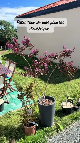J’adore mes lilas des Indes.  #plant #plants #jardin #plantaddict #nature 