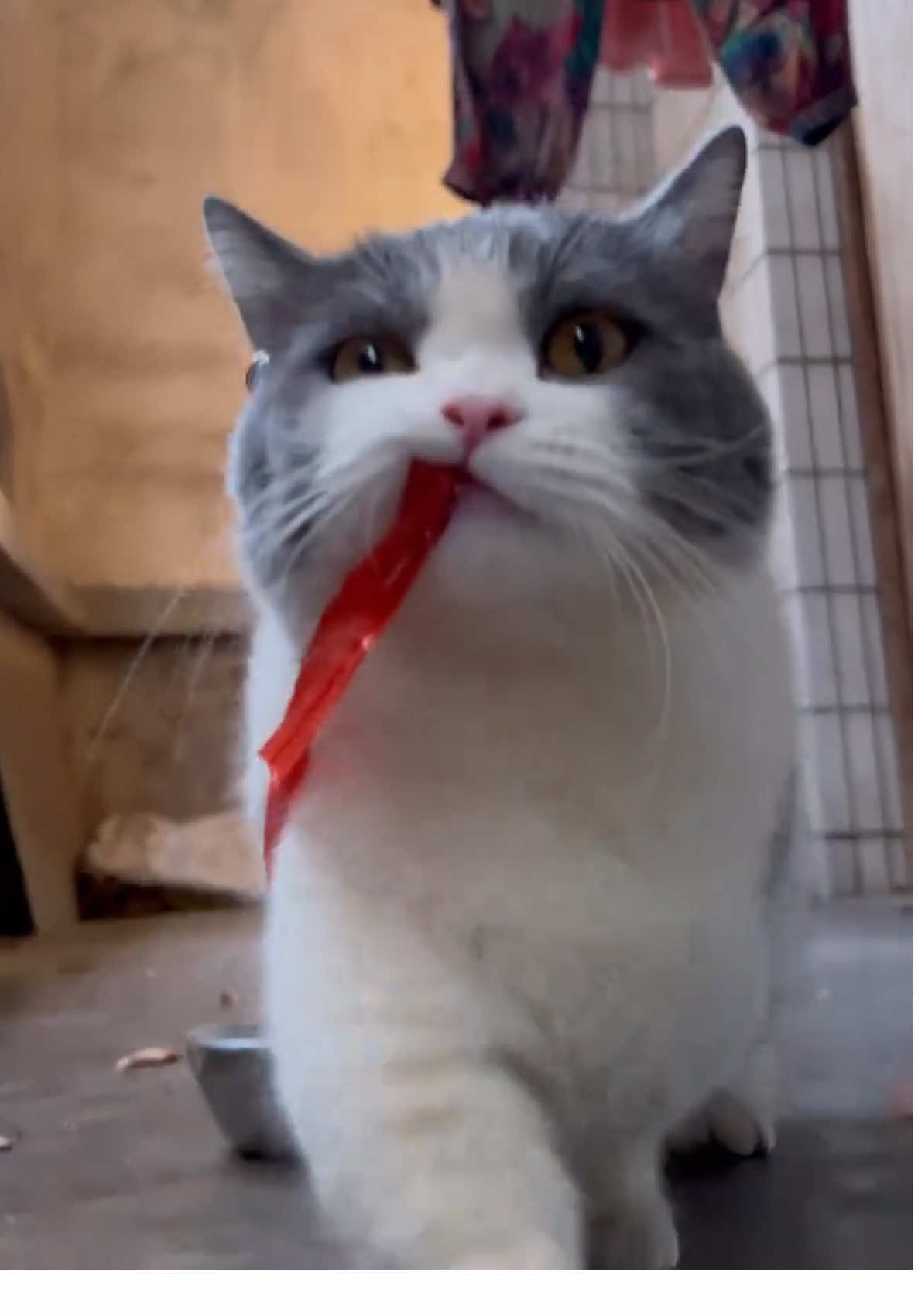 😎😎 #funny #catsoftiktok #cutecat #kitty #cats #catlover #meow #PetsOfTikTok #kucing #funnyvideos