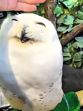 Owls can understand human language 🦉 #funny #bird #owl #fyp #birdsoftiktok 