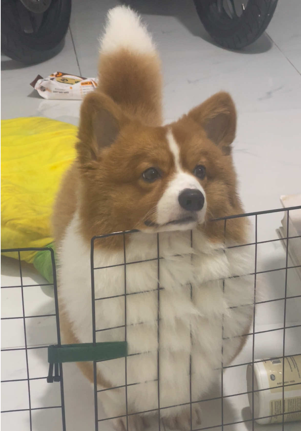 #corgi #Mit 
