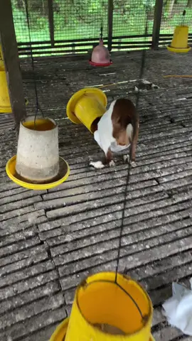 dn gni mari buoh serabuk dh..xdok tempat lain nk main..#kambing#fyp#viral 