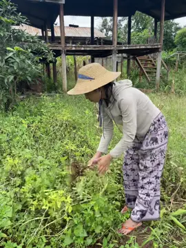 ၸူးၸႂ်ၶႂ်ႈသဝ်းႁိူၼ်းႁူမ်ႈလဵဝ်☘️🥜🥜