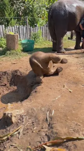 Hilarious Elephants 🐘 #happy #funnyvideos #catu #elephant 