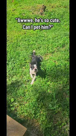 He's a fiesty little bugger #trending #trend #foryoupage #bostonterrier #marty 