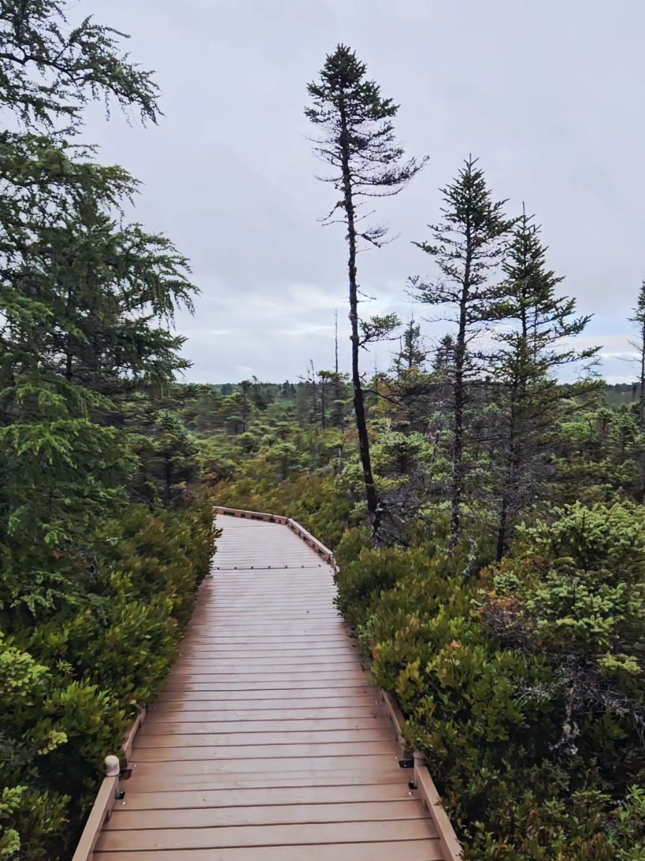 A walk through the Bog. Forgot I took this. The video gives a better feel of what it's like there. I've really never seen anything like it before. Little Sunday morning stroll for you #nature #forest #Hiking #beutahful #fyp 