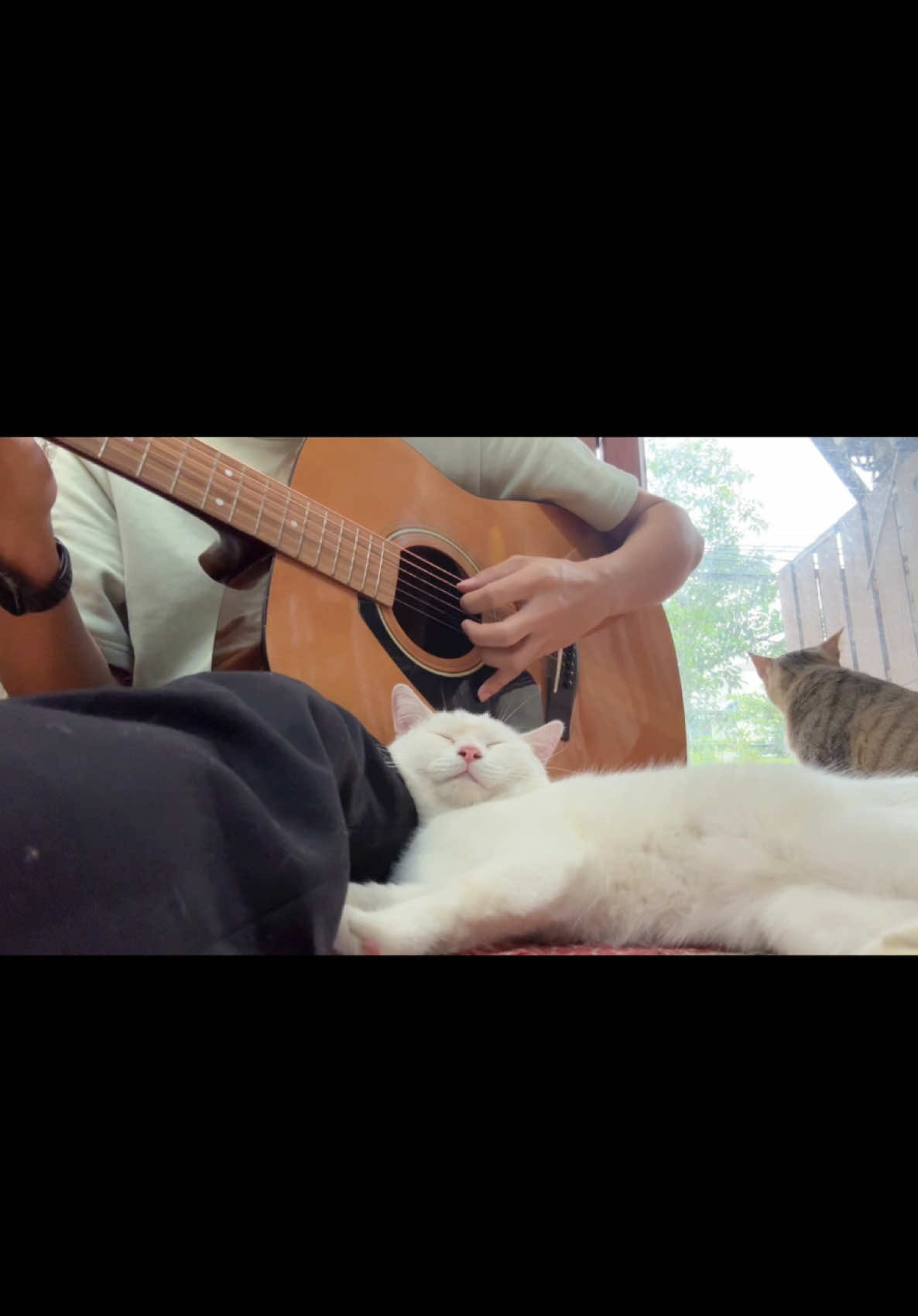 ချစ်သူသိစေ #cats #pets #myanmarsong 