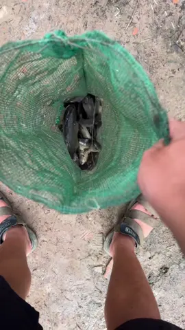 Báo cá rô nha nay ko có phi lỏ buồn quá ae#cauca #caudai #bentre71🌴🥥 #bentre71🌴🥥 #caucatunhien 
