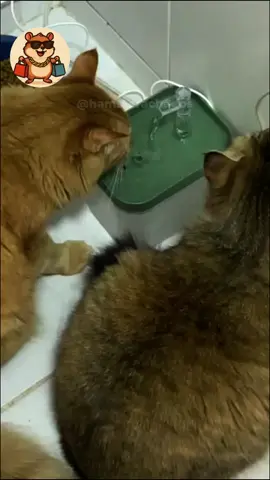Seu gato vai agradecer por essa fonte de água! #agua #gato #fonte #hidratacao #tiktokshop 