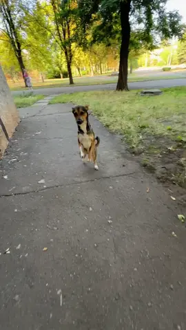 Бежим домой🥰🥰#лакки#белка#чупик#спешим#домой