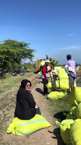 Gabah super siap meluncur pak boss #gabahbalap🌾 #gabah #padi #pejuangrupiah #beras 