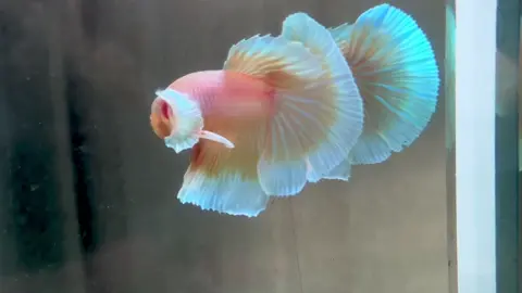 Dumbo Gold Cute #betta#fish #xuhuong #viraltiktok 
