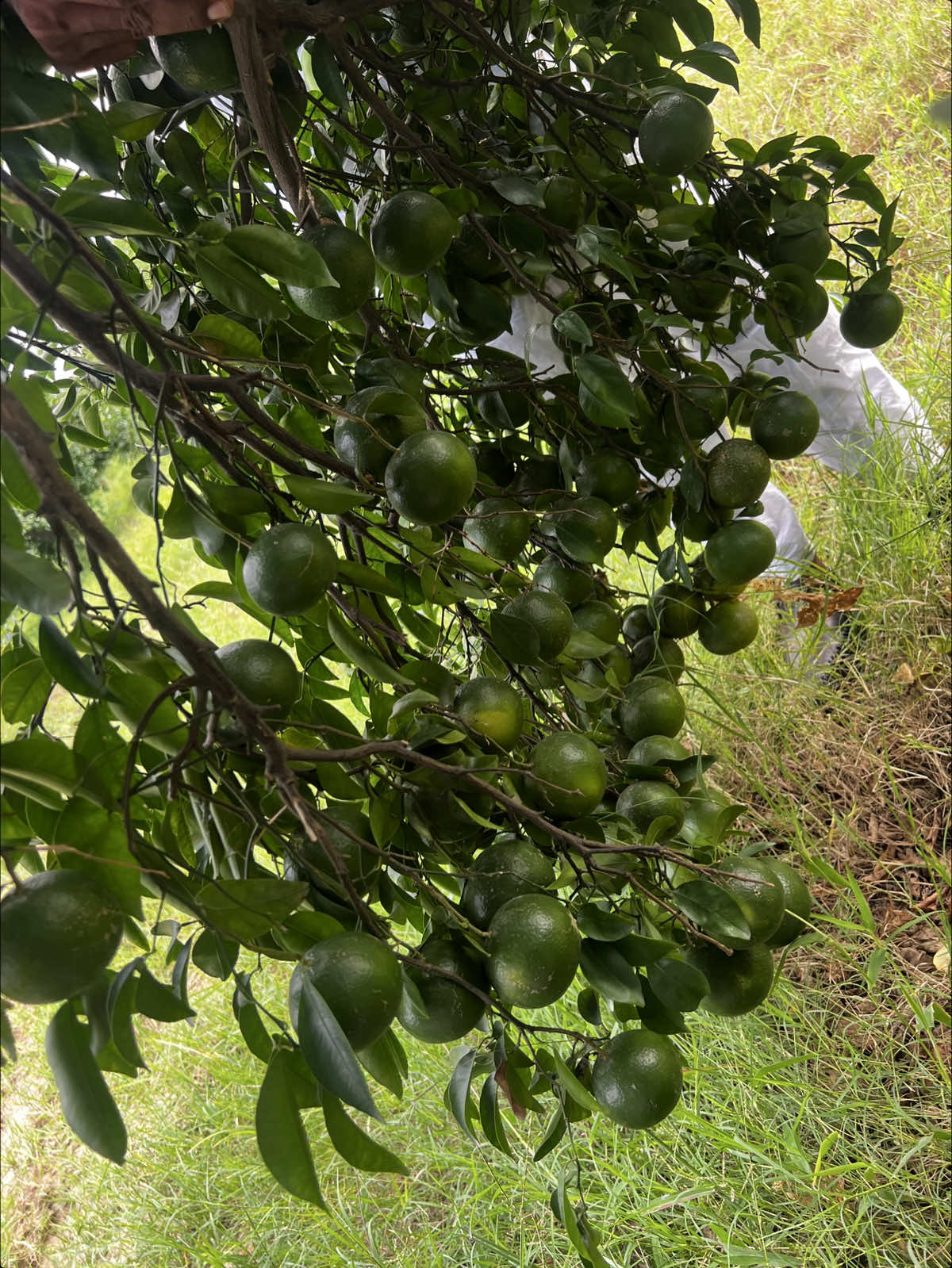 #allhamdulillah #gondalagrifarm #citrus #Orchard 