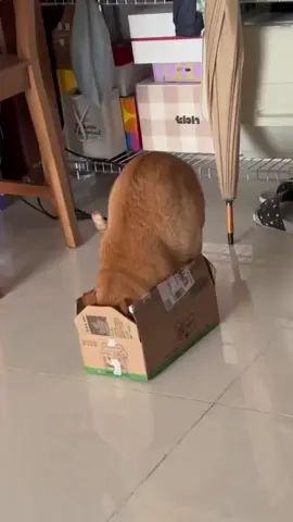 Rồi nghĩ mk nhỏ nhắn lắm hay gì #fpyシ #haihuoc #phukienchomeoo #cat 