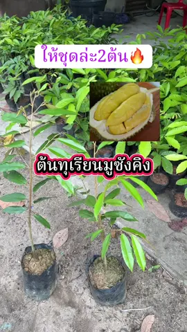 #ต้นทุเรียนมูซังคิง 