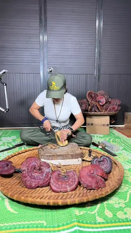 Chắc có lẻ hơn nữa đời suốt 37 năm Cúc chưa biết may mắn là gì.Cái gọi là giản đơn nhất đó là dù nghèo cũng dc miễn có ba mẹ bên cạnh để những lúc mưa to gió lớn Cúc k thấy sợ .Nhưng Cúc vẫn k có dc.Vì kinh tế khó khăn ba mẹ phải tha phương cầu thực . Chính vì hiểu số phận mình.Nên Cúc tự tạo may mắn cho chính Mình đó là luôn cố gắng nổ lực k ngừng nghỉ .Để những sp của minh luôn đạt chất lượng nhất.Khách dùng thấy tốt từ từ sẽ giới thiệu cho mình.Và …Hôm nay sau 12 năm k bỏ cuộc Cúc đã dc nhiều a chị tìm đến.#namlimxanh .#namlimxanhrung .#namlimxanhquangnam 