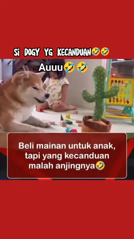 kisah kemarin habis kick bos skrg mereka beralih propesi nya jadi mainan anak anak , #gembiranya #cidoggy 