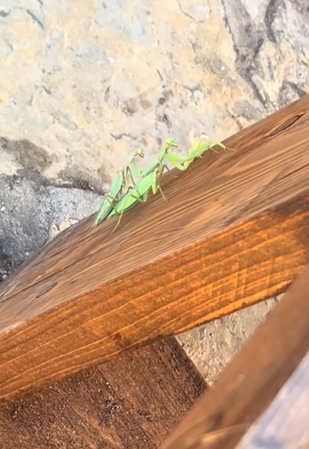 What’s a bit of electronic music between two preying mantises 😌❤️