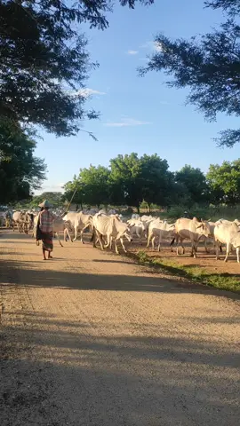 #ရွာဓလေ့ #နွားကျောင်းချိန်#ညနေခင်းအလှ #တောသဘာဝတောအလှ😍 