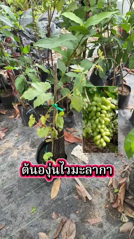 #ต้นองุ่นไวท์มะละกา 
