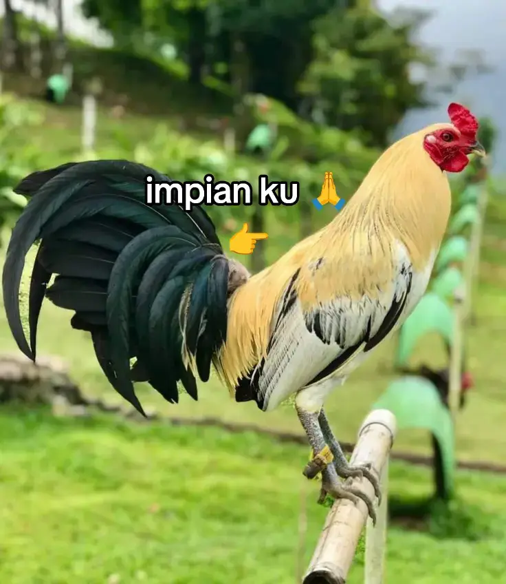harus di syukuri 🙏