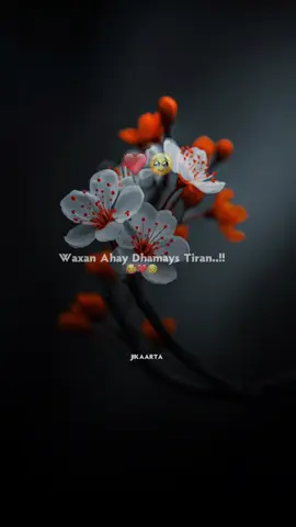Repost taabo sxb👏🥰 #abwaan #hadraawi #fristvideo #lyricsedit #viewschallenge 