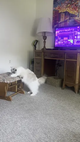Winter says “Good morning,” too…😂 #ragdoll #ragdollcat #catsoftiktok #kitten #cat